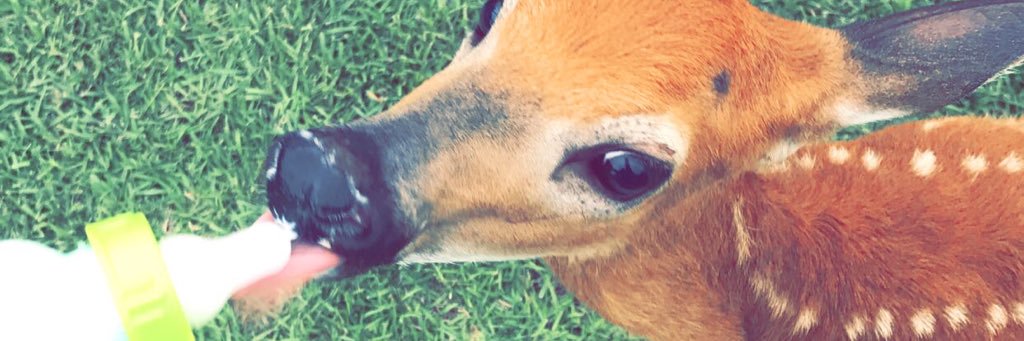 lizjohnson13's profile banner image