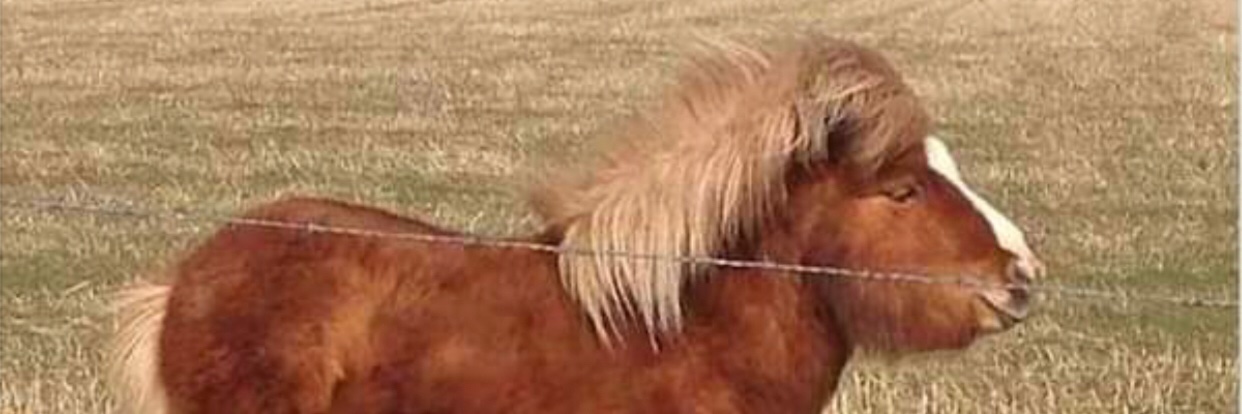 danikitik's profile banner image
