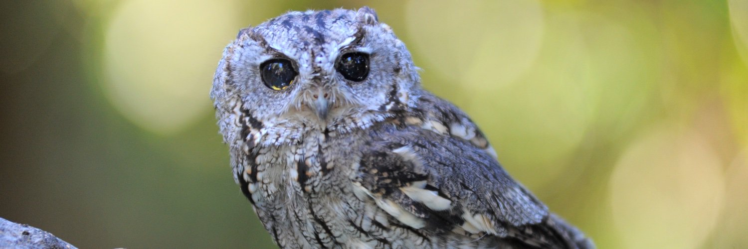 WLC_Wildlife's profile banner image