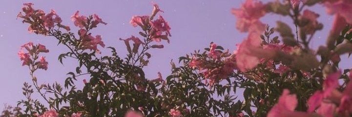 StephyZayas's profile banner image