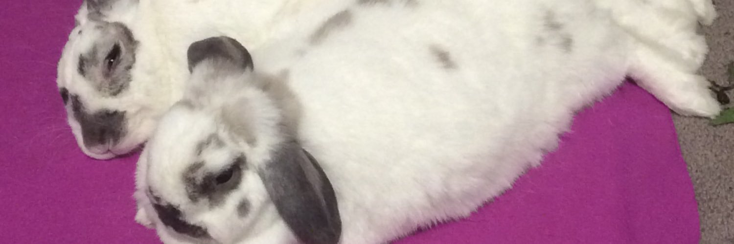 Kristinsplash's profile banner image
