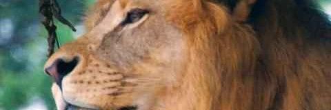 M A R C O banner