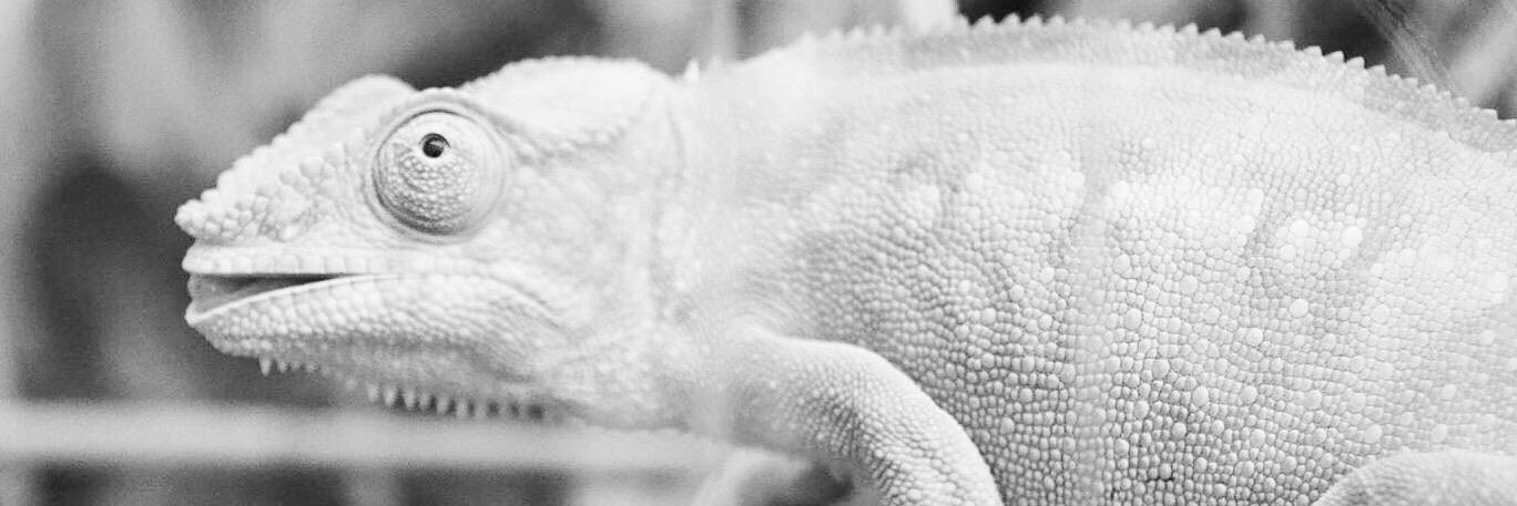 Laura😼 banner