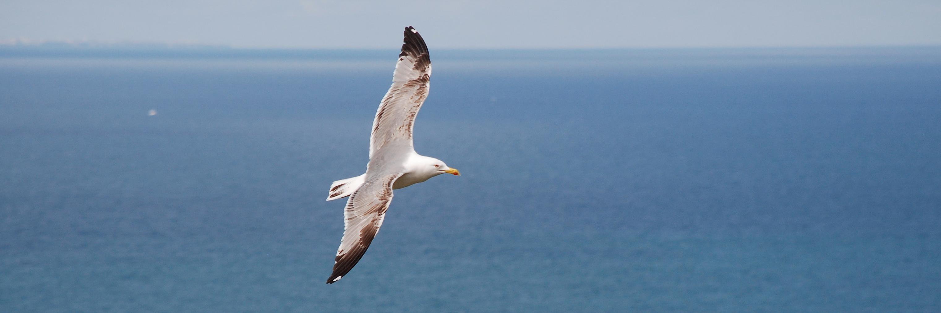 Simone D'Ascenzi banner