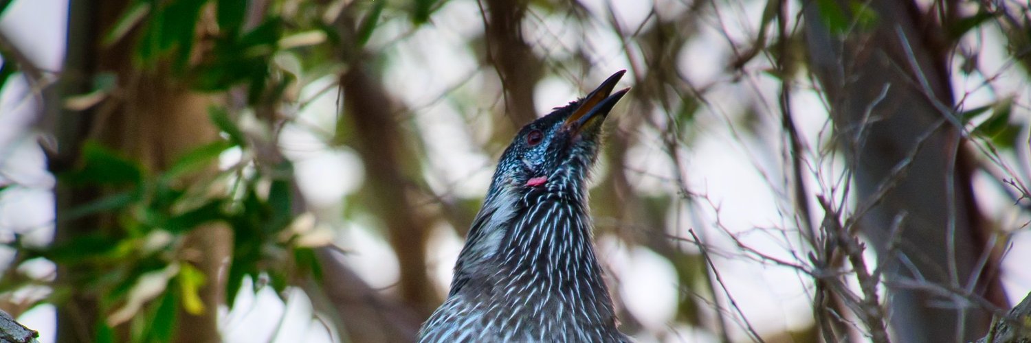 Gonzaa Quinteros banner