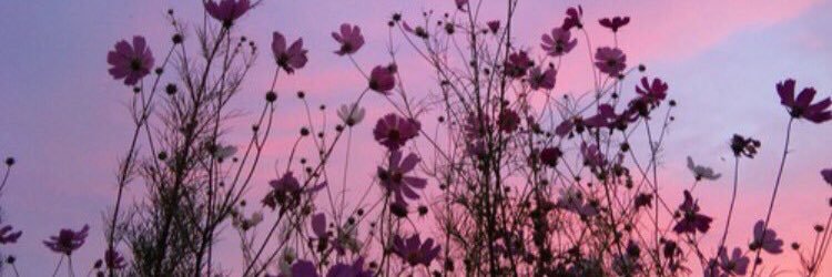 Pimious's profile banner image