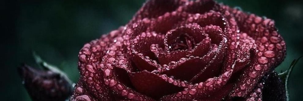 Kathryn Sinclair 📚🎵 🐺 🌙 banner