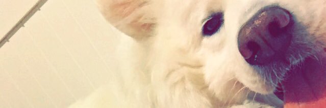MirandaWulf1's profile banner image