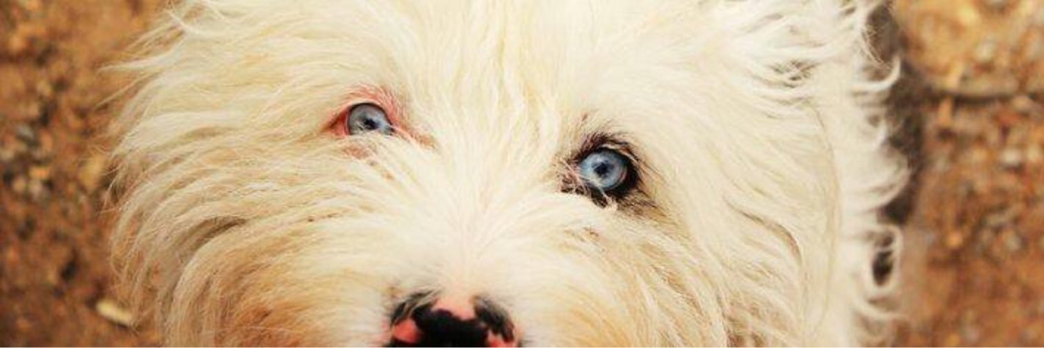 ✌ banner
