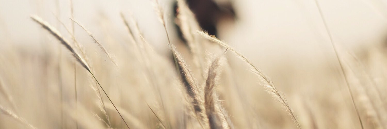 Nirin B. banner