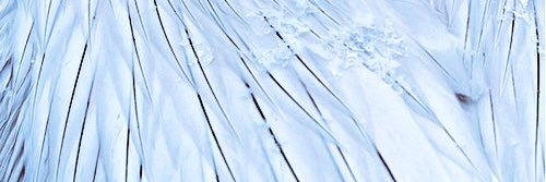 drskating_love's profile banner image