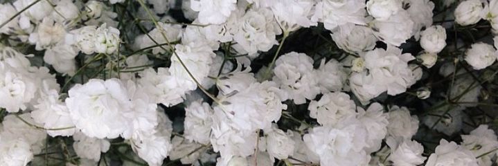 dinshax's profile banner image