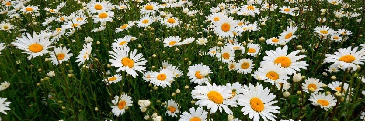 abrilazg's profile banner image