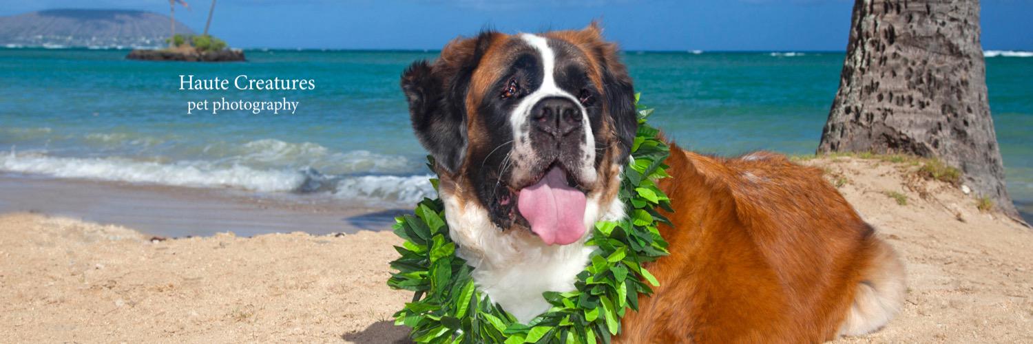 nancy_starfish's profile banner image