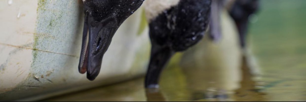 dondedasbeef's profile banner image
