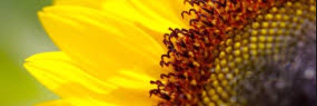 rossCCC_'s profile banner image