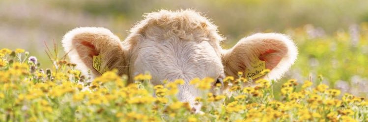 Oh__Emilyy's profile banner image