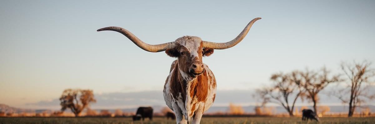 CourtneyJo🤎 banner