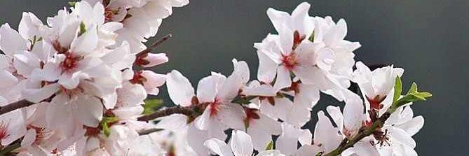 AllThatBlooms's profile banner image
