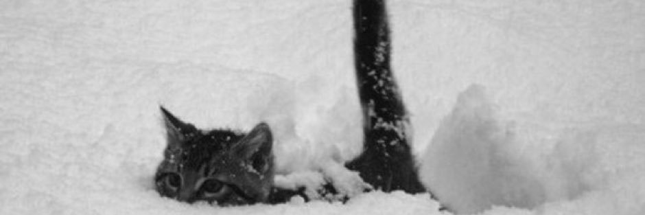 shannon banner