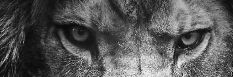 RobbWilli's profile banner image