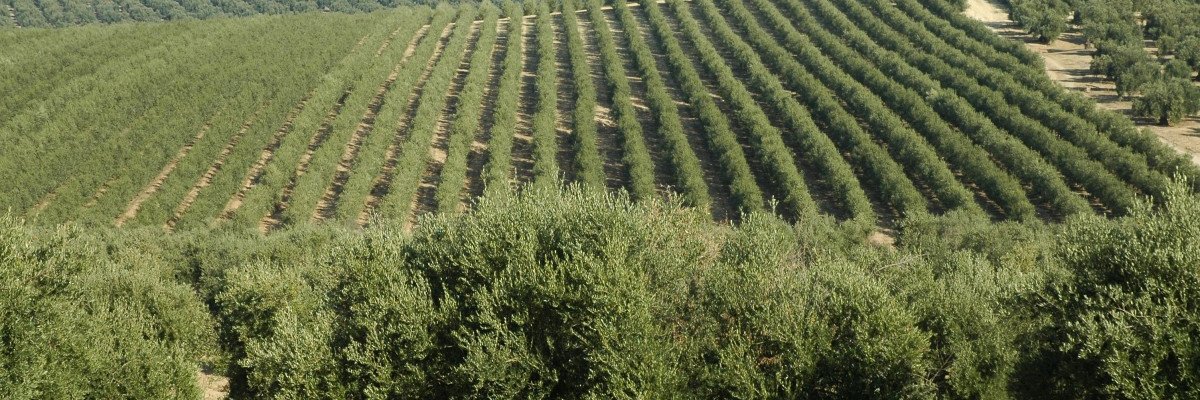SaborAn_'s profile banner image