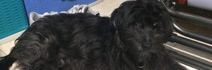 _patricialoo's profile banner image