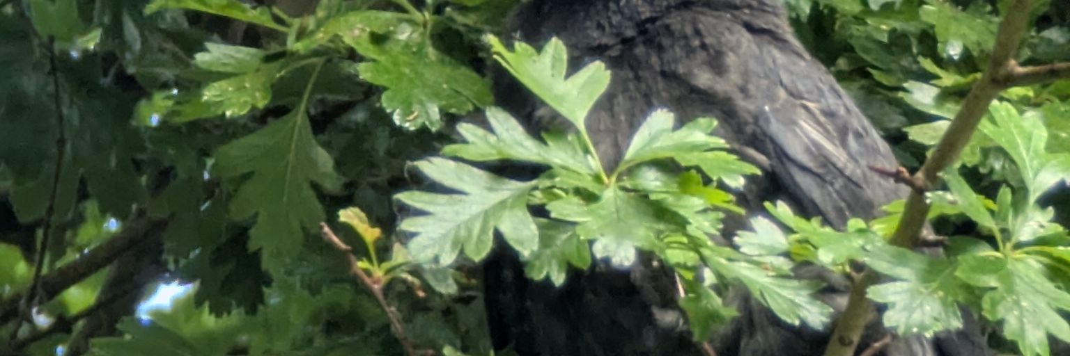 a_found_one's profile banner image