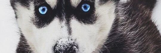 RaquelCyrus2's profile banner image