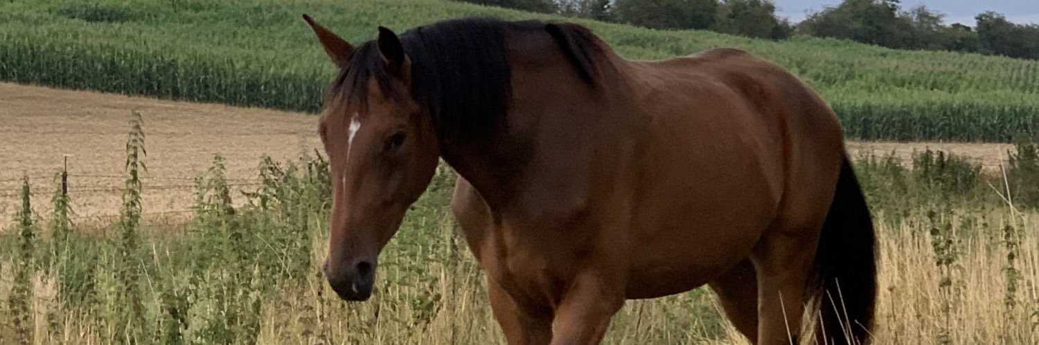 constancepllt's profile banner image