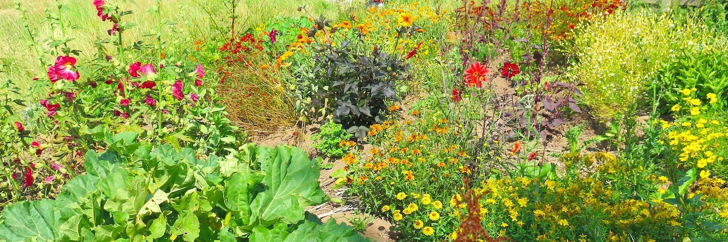 Plants & Colour banner