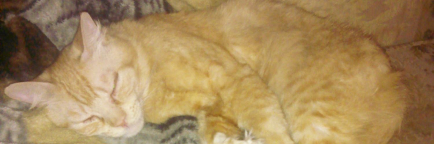 MeowMaker2's profile banner image