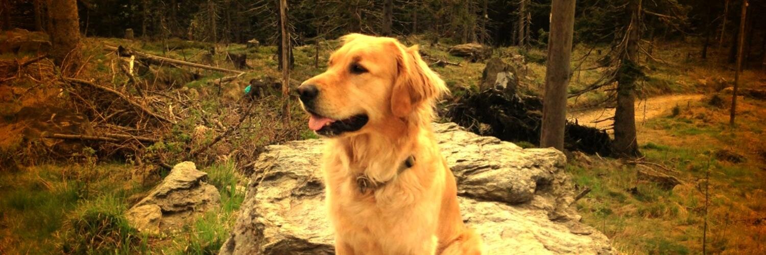 chillwave_chirp banner