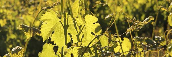 Lynx_Wines Profile Banner