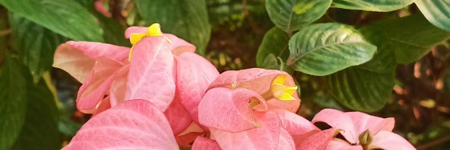 Widiafiy97's profile banner image