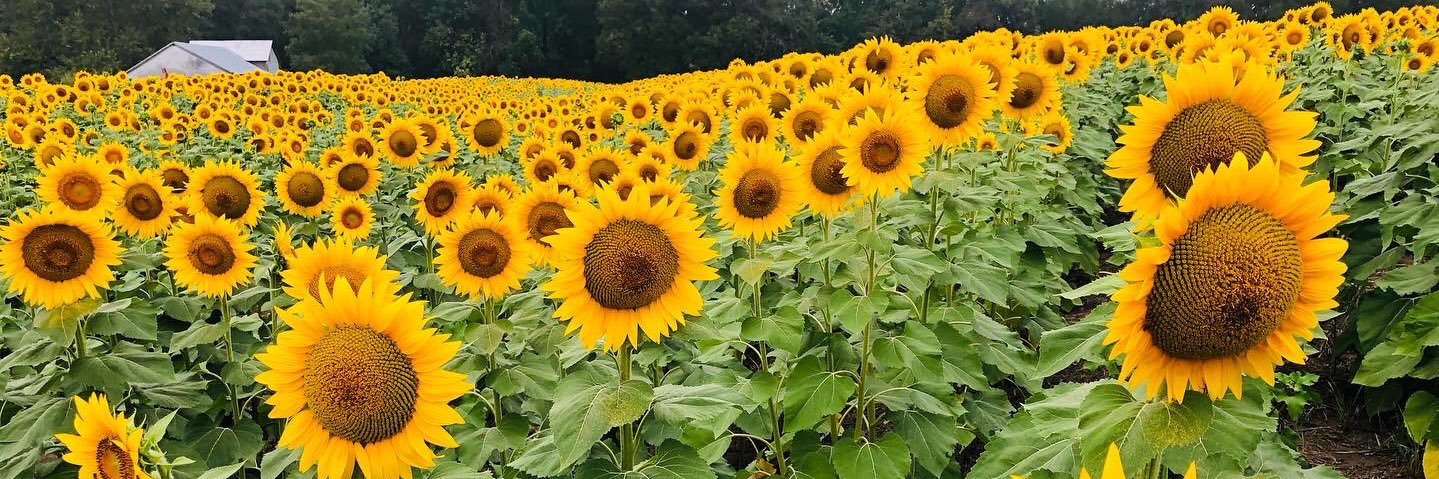 Heather Cessna banner