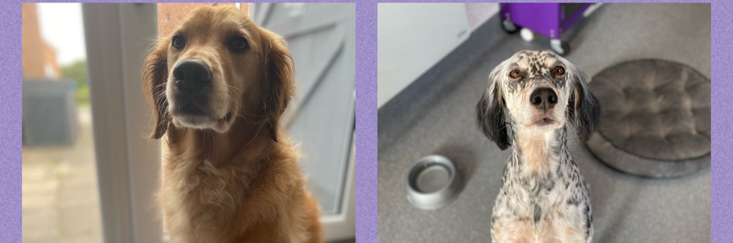 active_pets's profile banner image