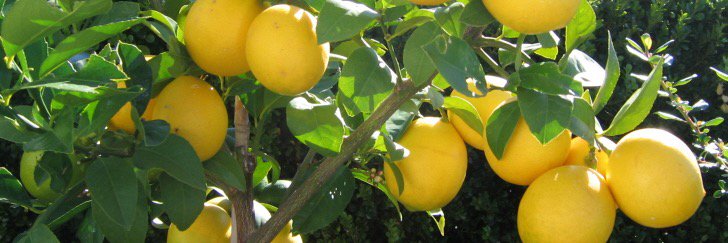 LemonBarsInc's profile banner image