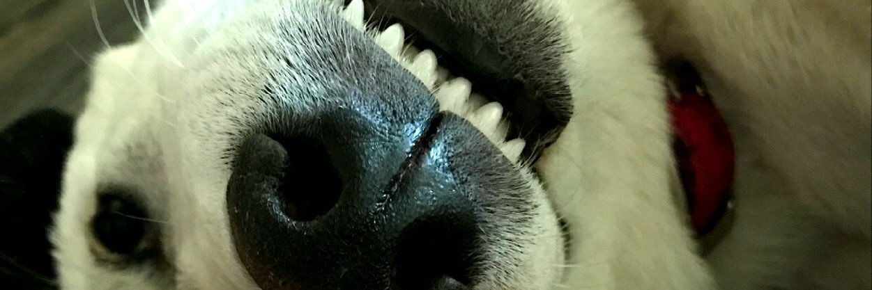 OuttaSightOK 🇺🇸 🧑‍🦯 banner