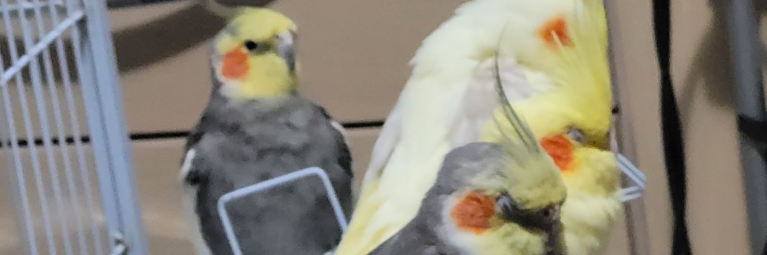 Lucaxsv's profile banner image