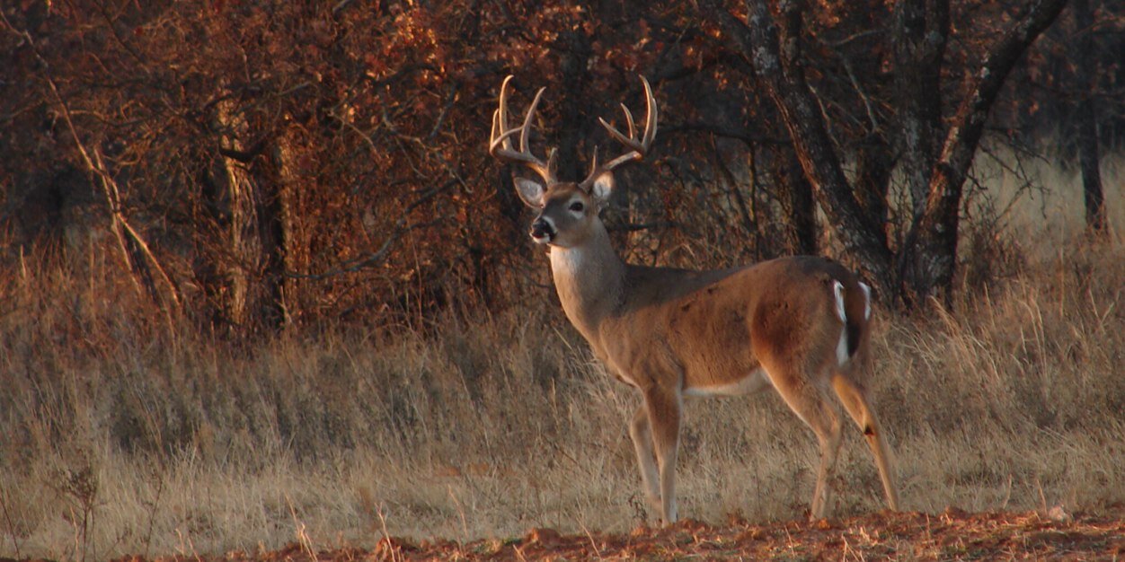 Cornelia Ghea banner