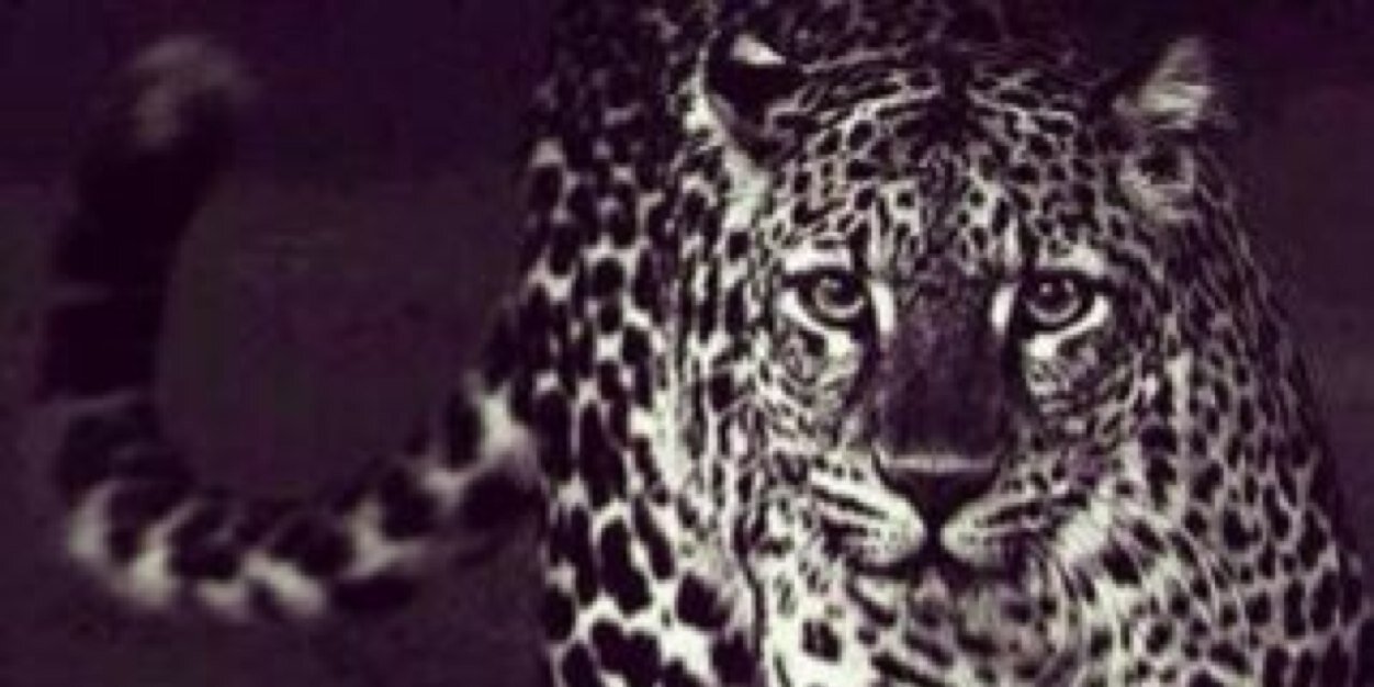 al_assim's profile banner image