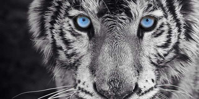 Luna_RRR's profile banner image