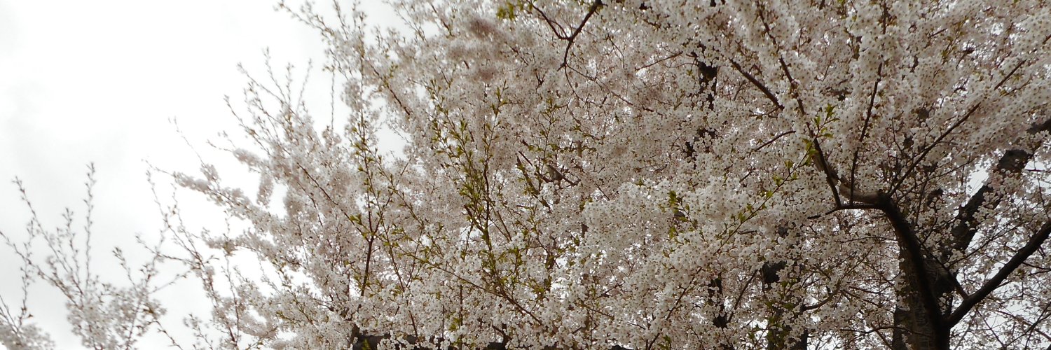 asasel4's profile banner image