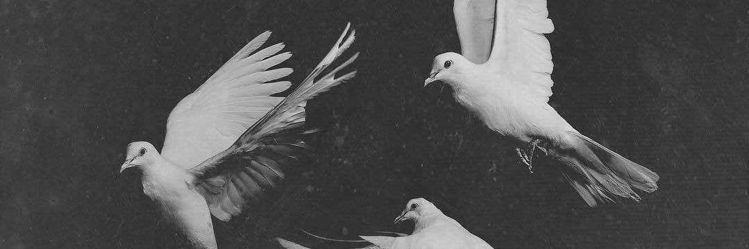 alejandroalemx's profile banner image
