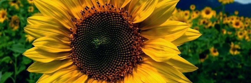 yelis002's profile banner image