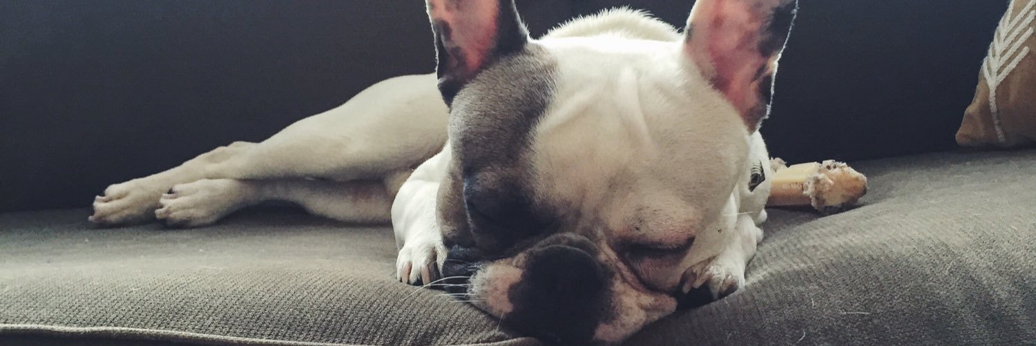 FonzyFrenchie's profile banner image