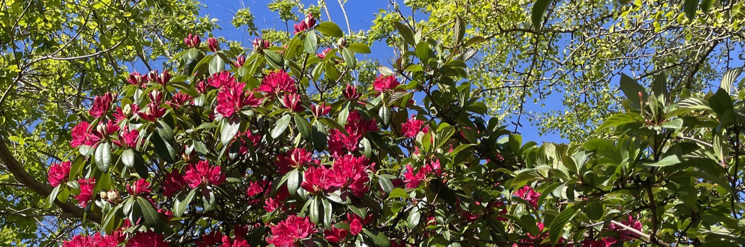 South London Botanical Institute banner