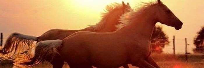 MUSTAFAAKSAKAL4's profile banner image
