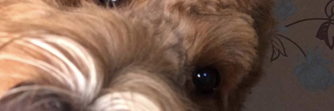 chloethomasOx's profile banner image